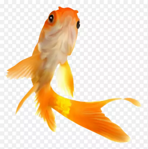 金鱼png图片图像喂鱼