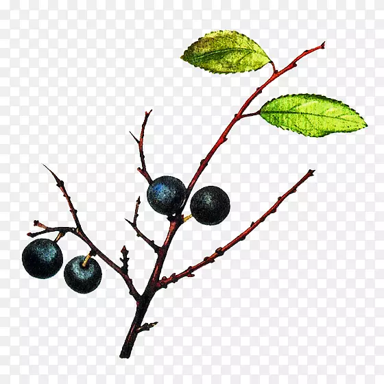黑莓树干杜松子
