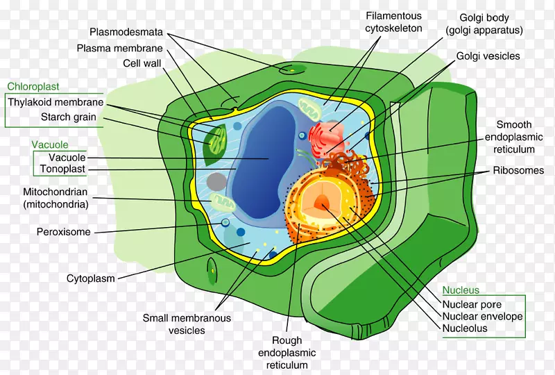 植物细胞壁细胞核-水生植物光合作用