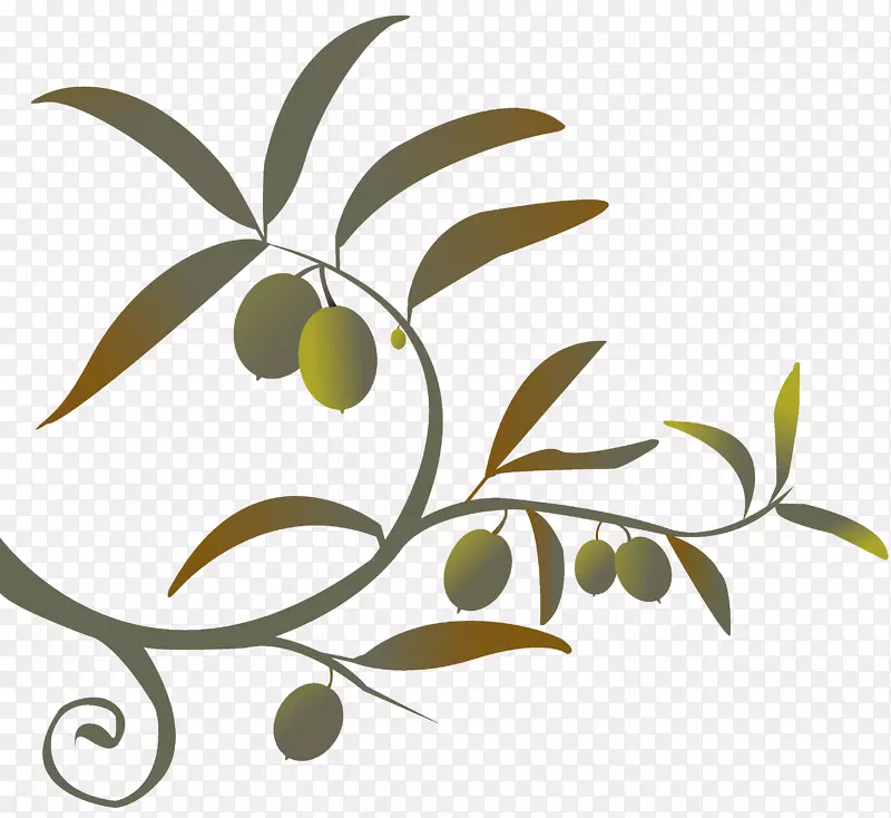 橄榄油剪贴画枝地中海菜-橄榄