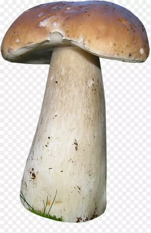 彭妮BUNpng图片真菌蘑菇图像-蘑菇