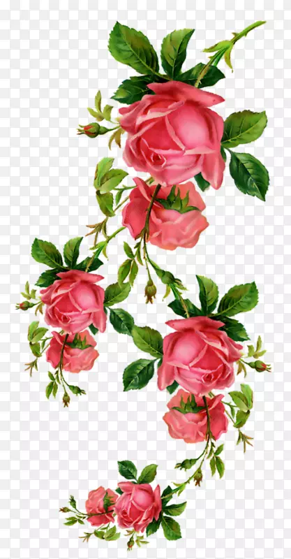 静物：粉色玫瑰剪贴画花园玫瑰形象-玫瑰