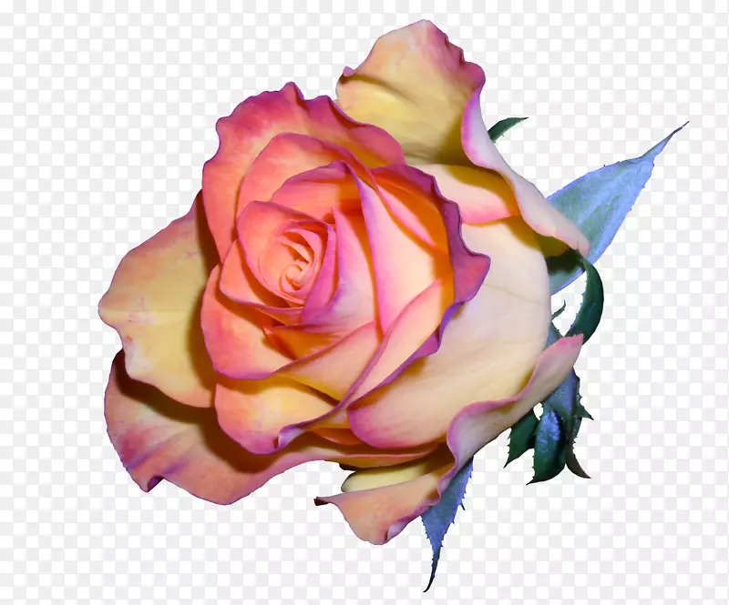 花园玫瑰，卷心菜，玫瑰花，png图片，jpeg老玫瑰