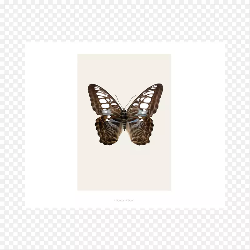 鳞翅目海报设计甲虫艺术