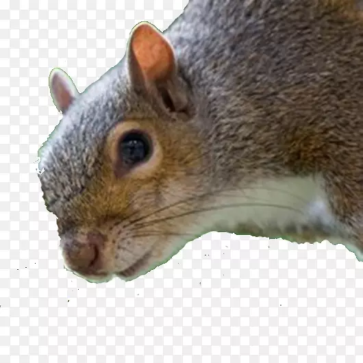 狐狸松鼠图像笔记本电脑-松鼠