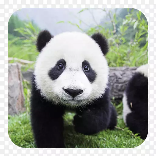 大熊猫熊可爱的熊猫爱：熊猫形象的秘密生活-熊