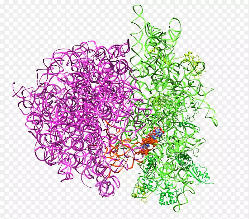 核糖体RNA蛋白质生物合成-起始密码子核糖体