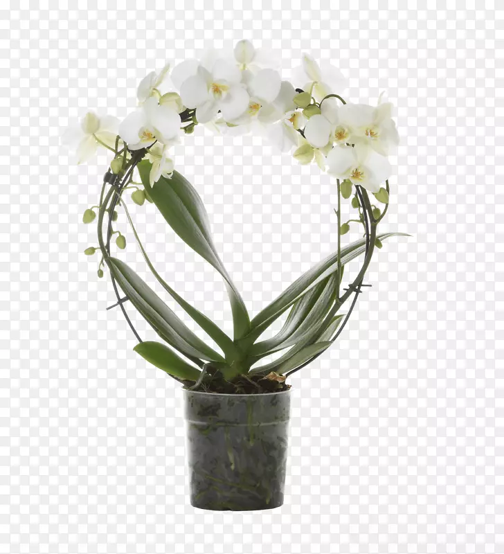 飞蛾兰花花卉设计花卉养殖-简单独特的花盆