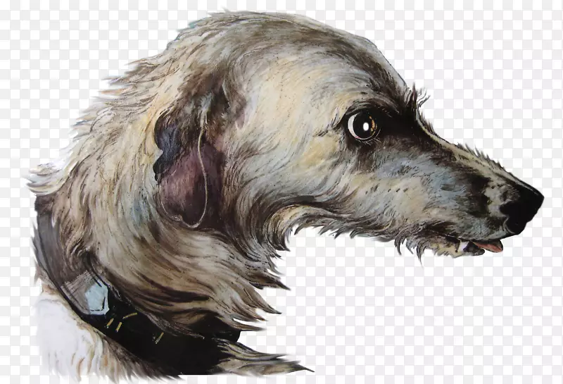 潜伏的稀有品种(狗)爱尔兰狼犬苏格兰猎鹿犬-小狗