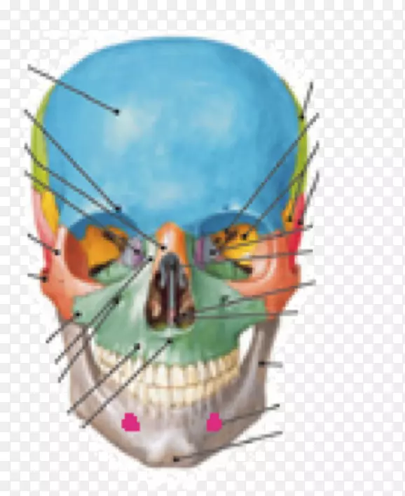 颅骨眶上孔眶下孔解剖颅骨PNG图片素材下载_图片编号6322641-PNG素材网
