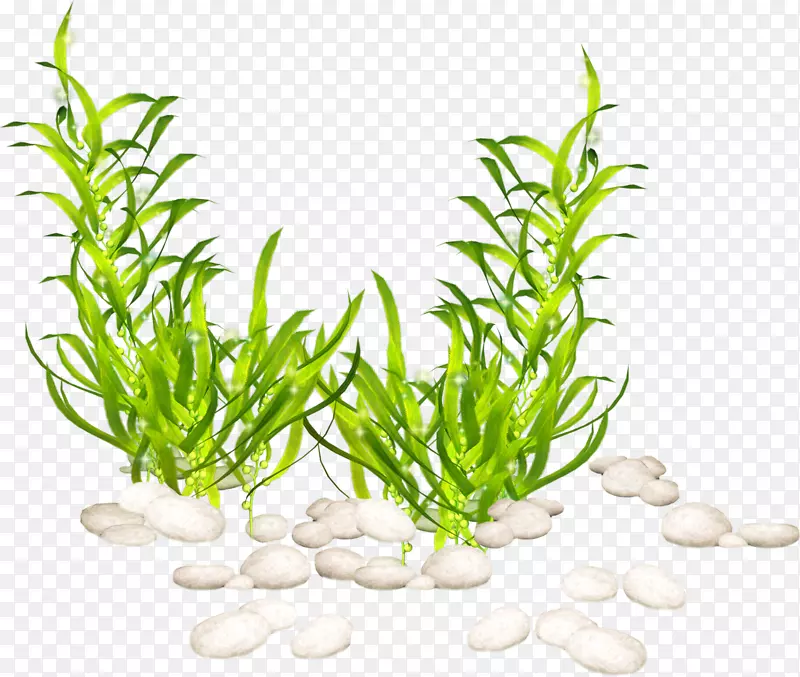 水生植物剪贴艺术海藻png图片.植物