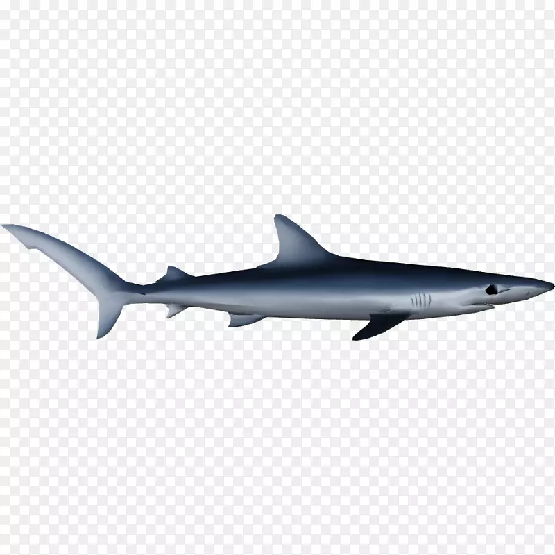 蓝鲨，海洋白尖鲨，方形鲨鱼，中上层鱼类海豚