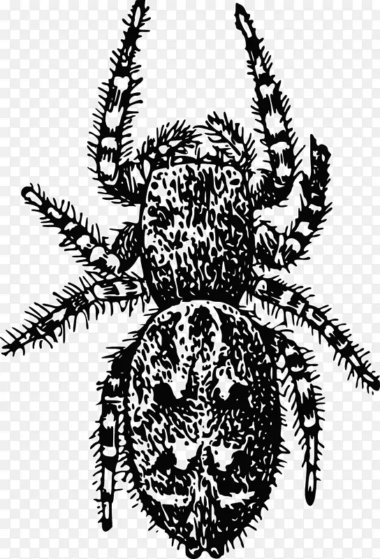 欧洲园林蜘蛛节肢动物甲虫剪贴画蜘蛛