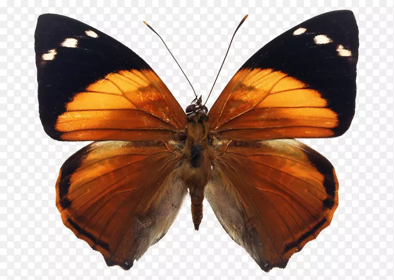 毛茸茸的蝴蝶，纯种摄影，不含Smyrna blomfildia图像