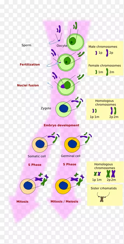 有丝分裂和减数分裂细胞染色体