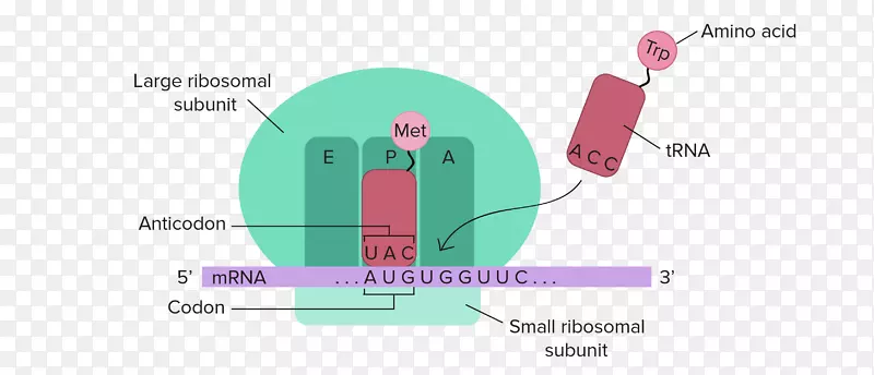 RNA和蛋白质合成翻译转录DNA