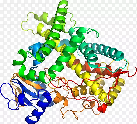 CYP1A2细胞色素P 450 CYP2C19酶-细胞色素P 450家族1成员A1