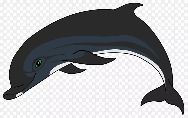 普通宽吻海豚短喙普通海豚白嘴海豚图库溪批发
