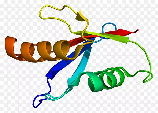 蛋白激酶c PKCα