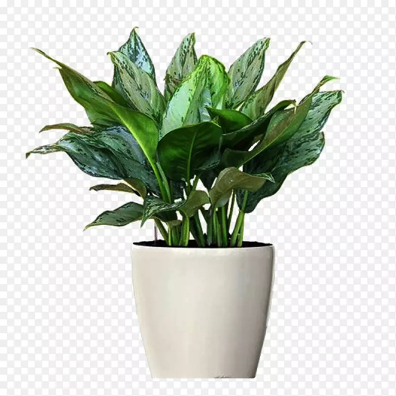 常绿观赏植物菲律宾常绿室内植物花盆植物