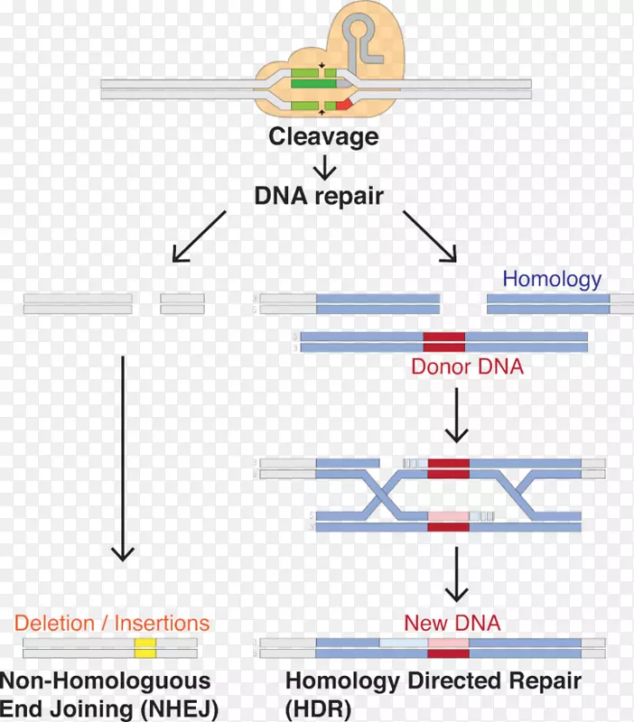 CRISPR指南RNA Cas9基因组编辑