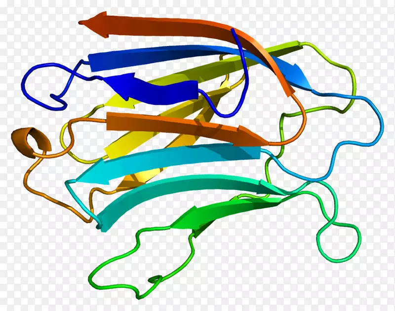 加连蛋白-3蛋白基因