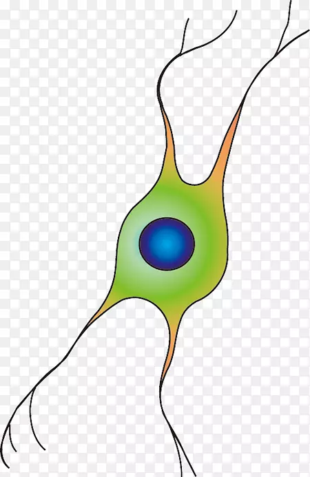 少突胶质细胞剪贴术png生命科学细胞网络图形数据库中心