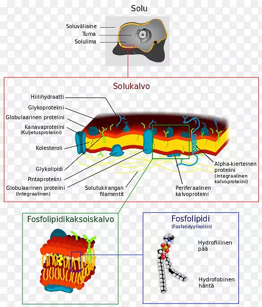 细胞膜生物膜结构