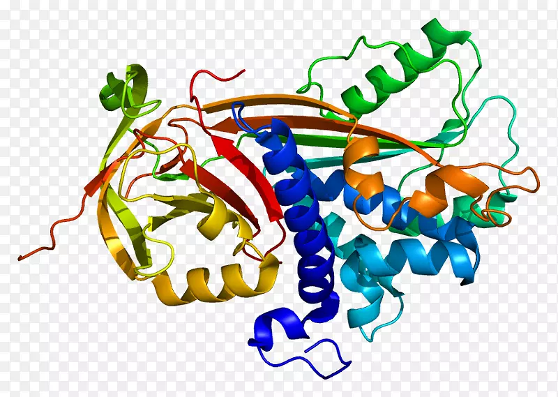 P300-CBP辅激活剂家族PEDF CREB结合蛋白EP300-黑色素体