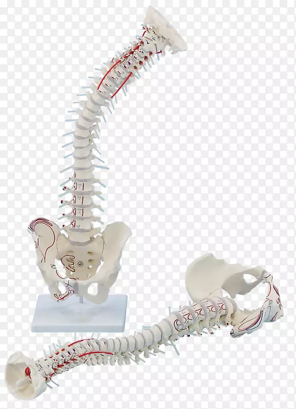 脊柱解剖髋骨骨盆激光治疗-贝肯