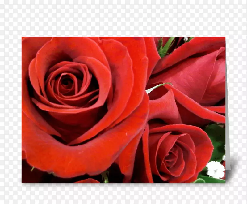 花园玫瑰花卉图案切花-周年红色贺卡