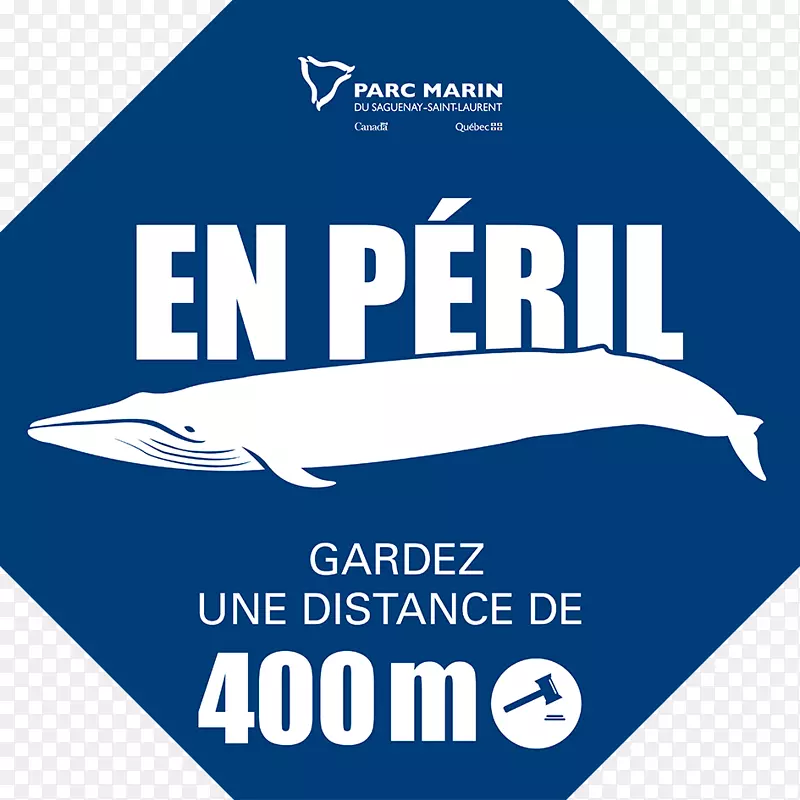 鲸鱼Saguenay圣劳伦斯河白鲸蓝鲸圣劳伦特