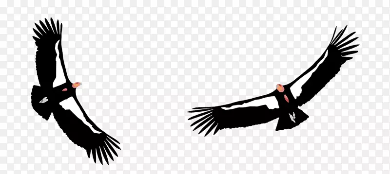 加州秃鹰大苏尔文塔纳野生动物协会鸟