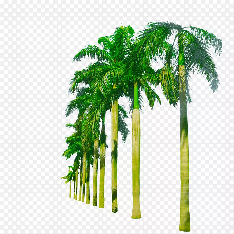 近自然的5259天堂人工棕榈树植物吊床之间的棕榈树