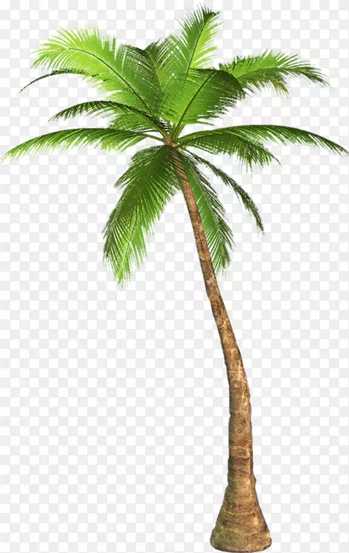 棕榈树剪贴画墨西哥扇棕榈加州棕榈树