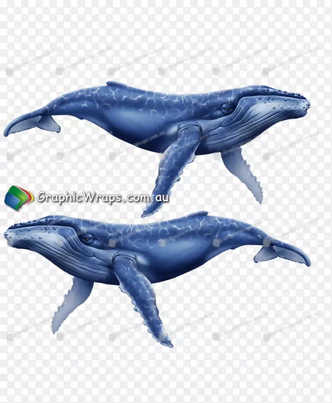 普通宽吻海豚图库溪粗齿海豚鲸类