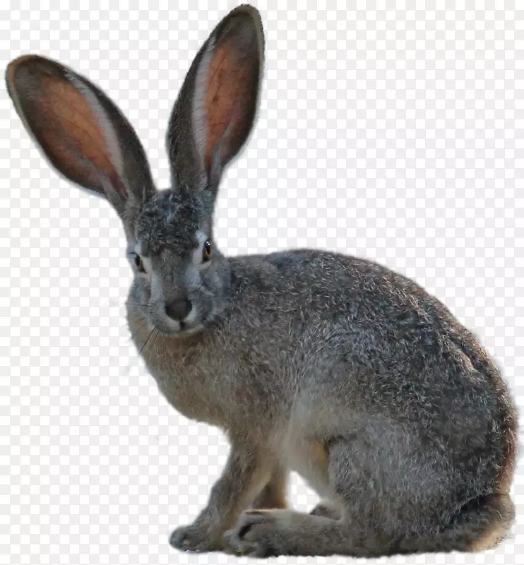 兔子复活节兔家兔红狐兔