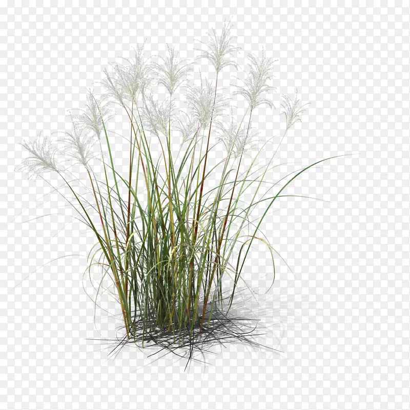 草本植物普通芦苇草三维计算机图形学设计