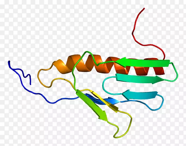 核糖体蛋白基因蛋白质生物合成