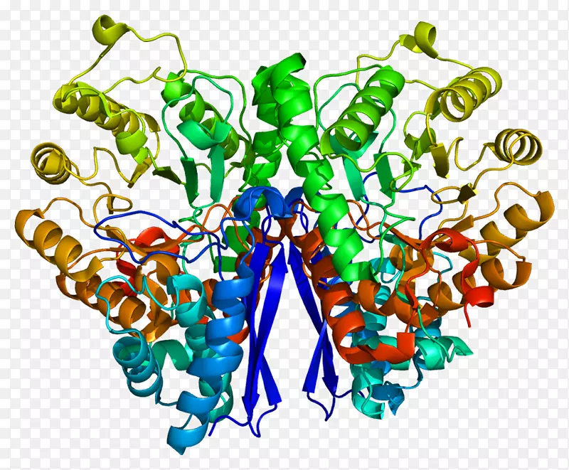 烯醇化酶2黄嘌呤脱氢酶蛋白