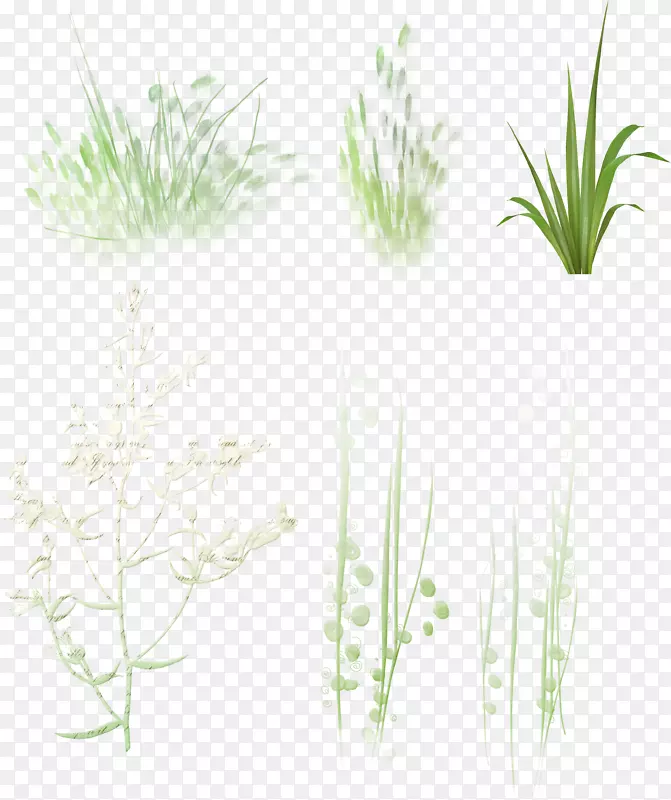 png图片兆字节剪贴画植物茎草本植物