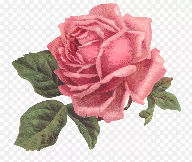花园玫瑰，花，粉红色，花卉设计-玫瑰