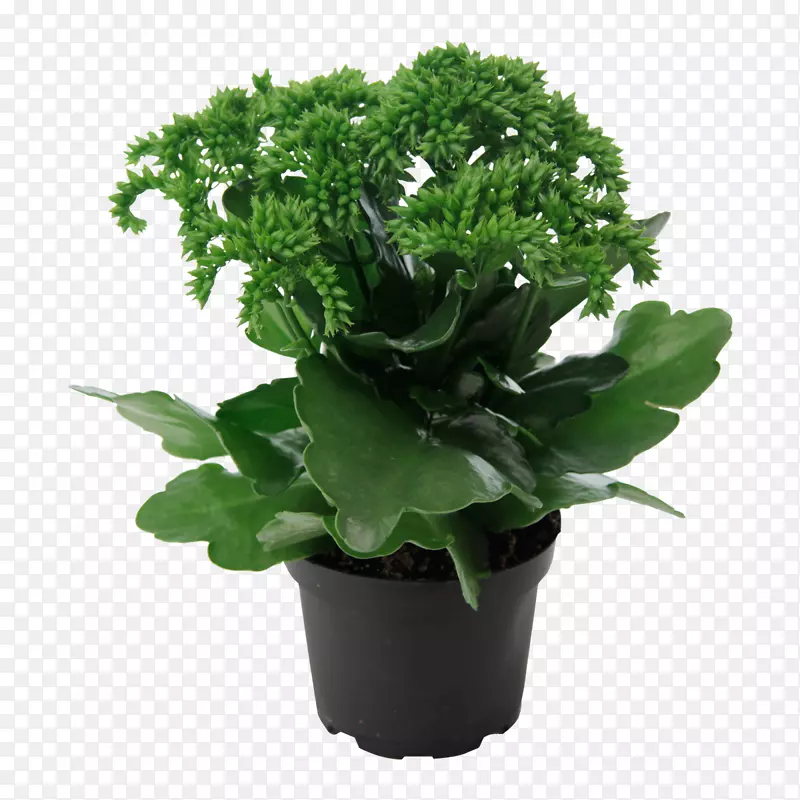 寡妇-令人毛骨悚然的室内植物-莫斯科多汁植物-植物