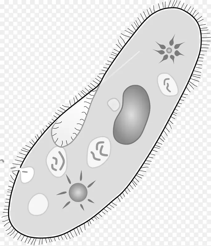 草履虫尾原生动物单细胞生物阿米巴液泡