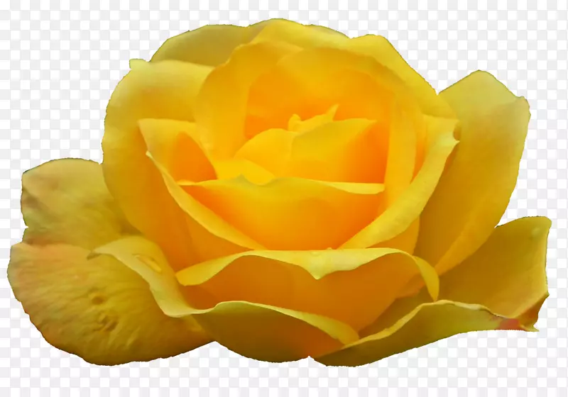 花园玫瑰png图片图像奥地利荆棘剪贴画-黄玫瑰花