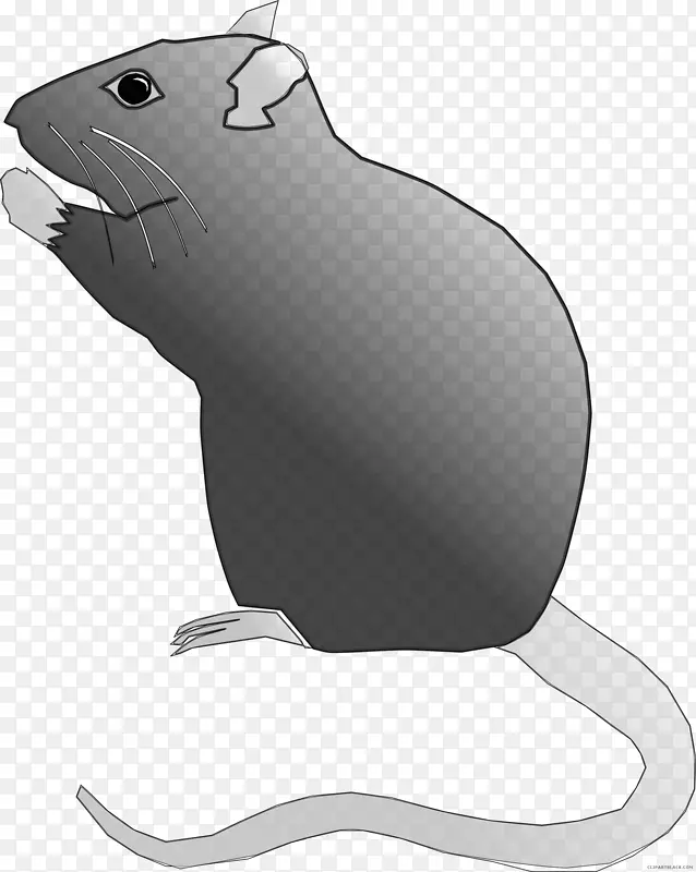 实验大鼠夹艺术图像-老鼠