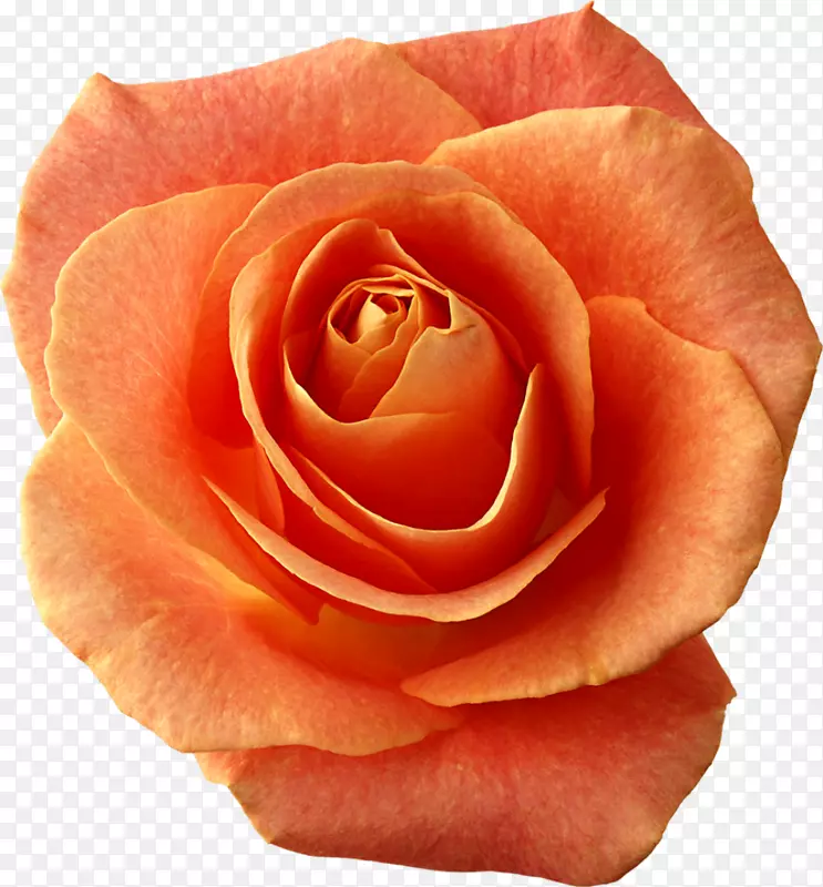 花园玫瑰png图片剪辑艺术玫瑰形象-桃子玫瑰