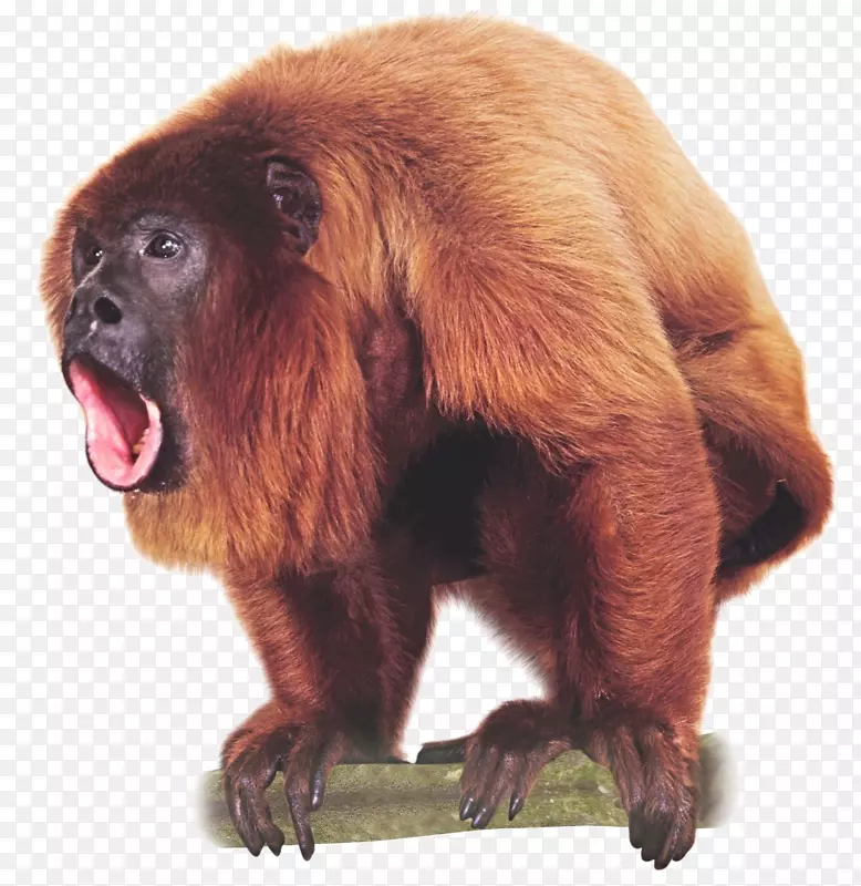 灵长类委内瑞拉红吼猴形象类人猿