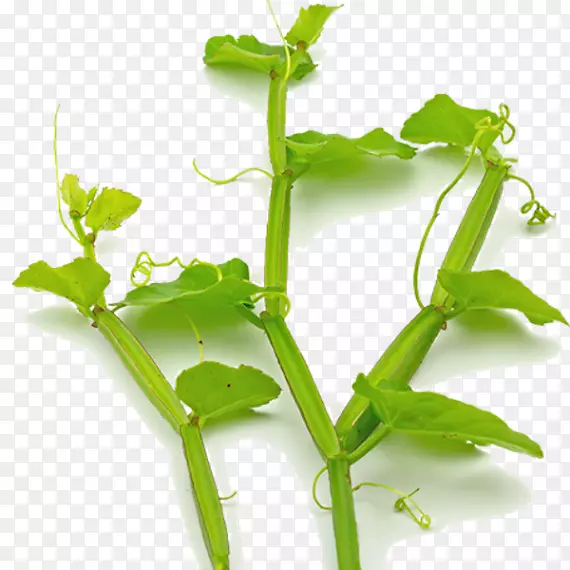 苏维翁白皮葡萄比诺黑比诺草本植物-芦荟