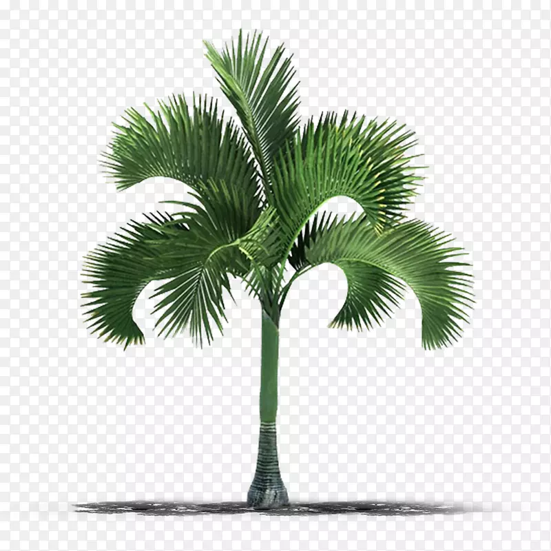棕榈树摄影图像树
